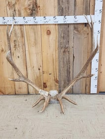 6x6 Wild Colorado Elk Antlers On Skull Plate