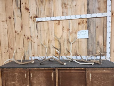 16 Lbs Of Elk Antler
