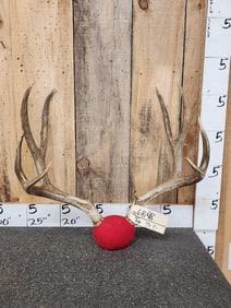 5x5 Mule Deer Antlers