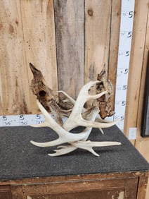 2 Whitetail Deer Locked Antlers