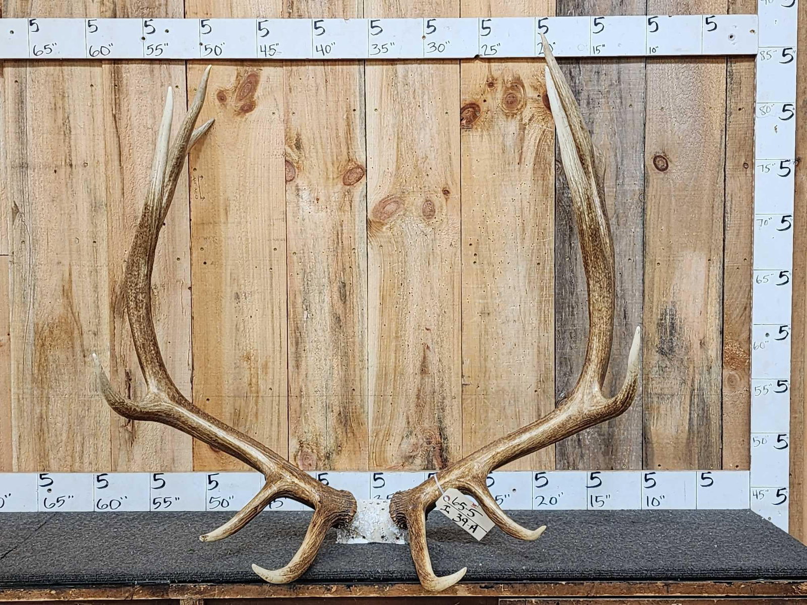 6x6 Elk Antlers On Skull Plate (1 of 5)