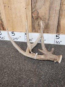 Cool Double Main Beam Wild Iowa Whitetail Shed Antler