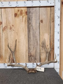 5x5 Mule Deer Antlers On Skull Plate