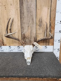 4x5 Whitetail Antlers On Skull