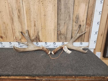 Heavy Mass Set Of Mule Deer Shed Antlers