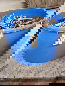 63 Lbs Of Smaller Antlers Cut Off Below The Burr