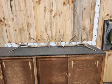 10.1 Lbs Set Of Red Stag Shed Antlers