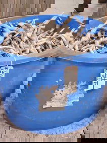 67 Lbs Of Antlers Cut Below The Burr