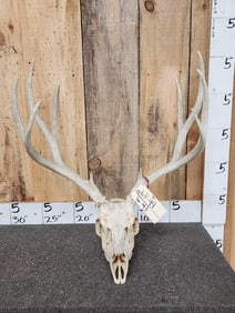 5x5 Mule Deer Antlers On Skull