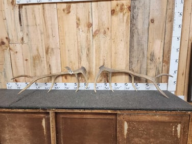 6.4 Lbs Set Of Elk Shed Antlers