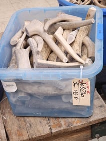 34 Lbs Of Elk Antler Chunks