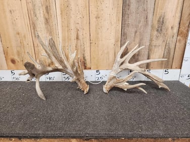 Set Of 271" Whitetail Shed Antlers