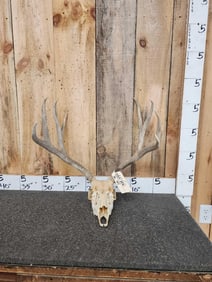 4x4 Mule Deer Antlers On Skull