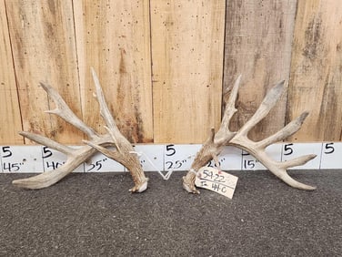 Set Of 178" Whitetail Shed Antlers