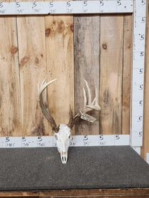 160 Class Wild Kansas Whitetail Antlers On Skull