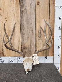 6x5 Mule Deer Antlers On Skull