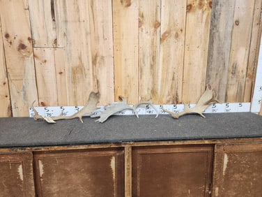 4.6 Lbs Of Fallow Deer Shed Antlers