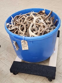 63.4 Lbs Of Whitetail Antlers