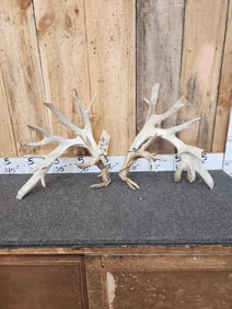High 200 Class Whitetail Shed Antlers