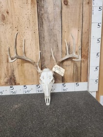 Mid 140 Class 5x5 Wild Kansas Whitetail Antlers On Skull