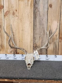 4x5 Mule Deer Antlers On Skull Plate