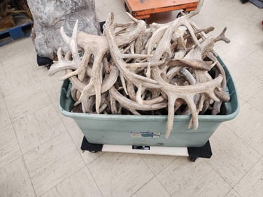 81.6 Lbs Of Whitetail Cut Off Antlers
