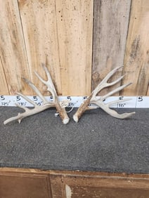Set Of 205" Whitetail Shed Antlers