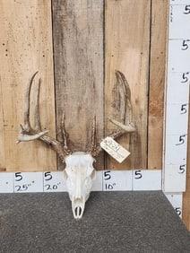 152" Wild Kansas Whitetail Antlers On Skull