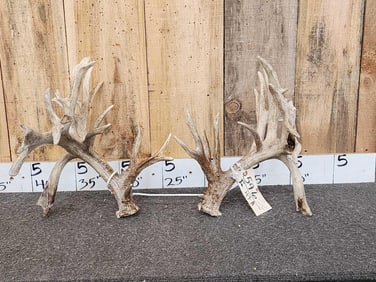 Set Of 268" Whitetail Shed Antlers