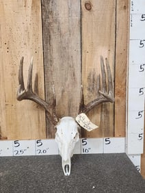 154" Wild Kansas Whitetail Antlers On Skull