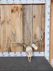 5x5 Mule Deer Antlers On Skull