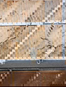 7x7 Elk Antlers On Skull