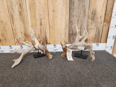 Set Of 216" Whitetail Shed Antlers