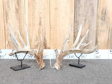 set Of 189" Whitetail Shed Antlers