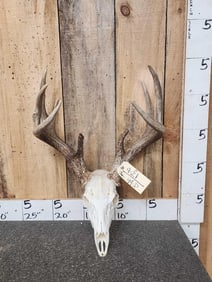 Heavy Mass 150s Wild Kansas Whitetail Antlers On Skull