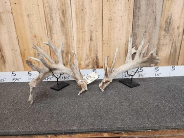 Set Of 249" Whitetail Shed Antlers