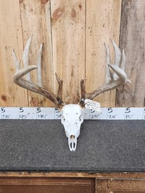 207" Whitetail Antlers On Skull