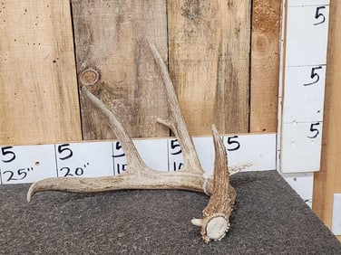 73" 4 Point Wild Whitetail Shed Antler