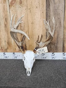 222" Whitetail Antlers On Skull