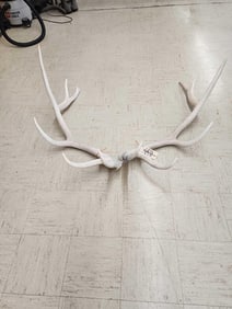 6x6 Elk Shed Antlers
