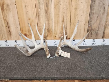 202" Whitetail Antlers