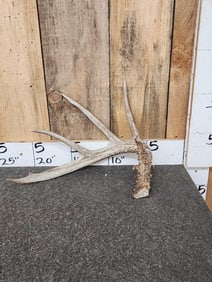 74 6/8" Wild Whitetail Shed Antler