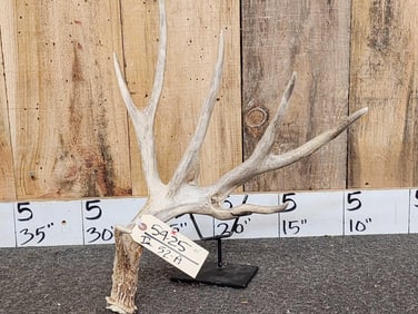 94" Whitetail Shed Antler