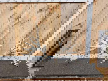 Big Gnarly Nontypical Whitetail Antlers