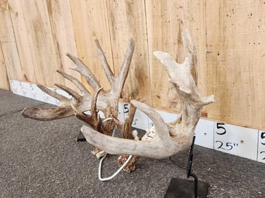 Set Of 220" Whitetail Shed Antlers