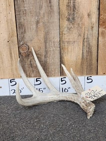 73 3/8" Wild Whitetail Shed Antler