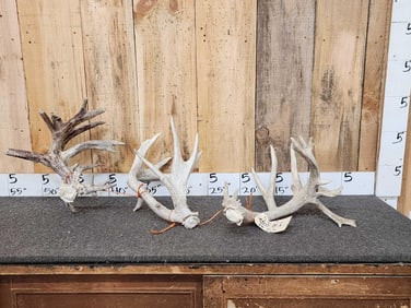 3 Big Gnarly Whitetail Shed Antlers