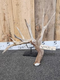 100" Whitetail Shed Antler