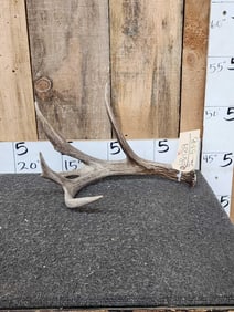 Cool Nontypical Whitetail Shed Antler