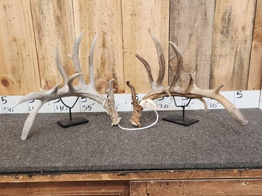 Set Of 220" Whitetail Shed Antlers